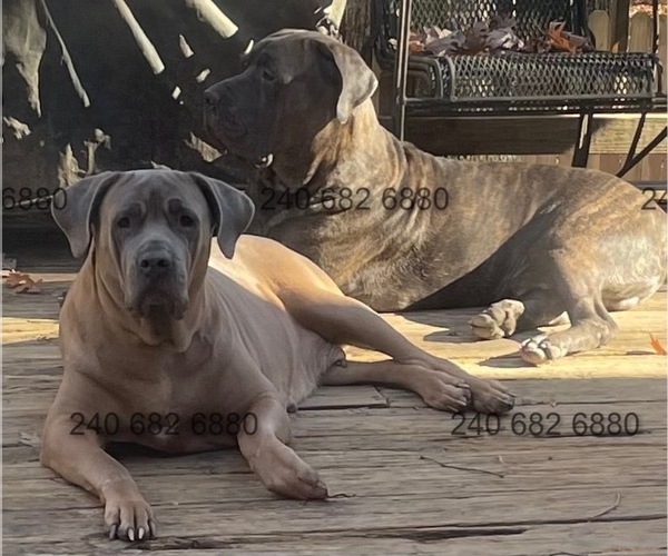 Medium Photo #1 Cane Corso Puppy For Sale in LA PLATA, MD, USA