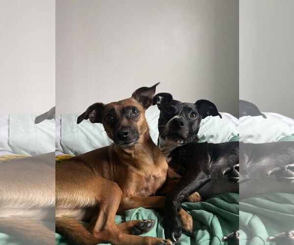Medium Photo #1 Chihuahua-Unknown Mix Puppy For Sale in Boonton, NJ, USA