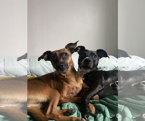 Chihuahua-Unknown Mix Dogs for adoption in Boonton, NJ, USA