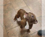 Small #1 American Pit Bull Terrier Mix