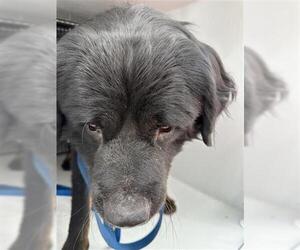 Rottweiler Dogs for adoption in Houston, TX, USA