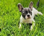 Small Photo #1 French Bulldog Puppy For Sale in SAINT PETERSBURG, FL, USA