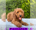 Small #23 Goldendoodle (Miniature)
