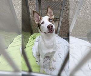 Siberian Husky-Unknown Mix Dogs for adoption in Martinsburg, WV, USA