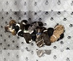 Image preview for Ad Listing. Nickname: Litter of 11