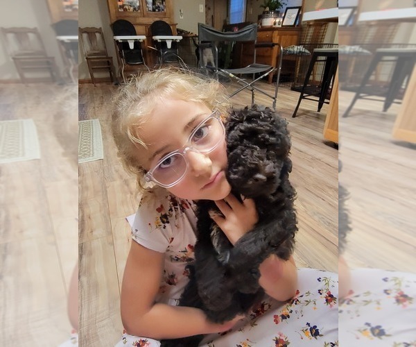 Medium Photo #6 Poodle (Standard) Puppy For Sale in ASHBY, MN, USA