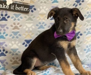 German Shepherd Dog Puppy for sale in LANCASTER, PA, USA