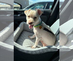 Mutt Dogs for adoption in Cliffwood, NJ, USA