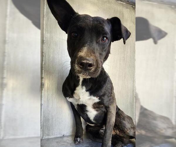 Medium Photo #1 American Staffordshire Terrier-Unknown Mix Puppy For Sale in San Antonio, TX, USA