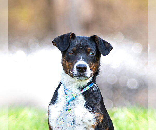 Medium Photo #2 Mutt Puppy For Sale in Unionville, PA, USA