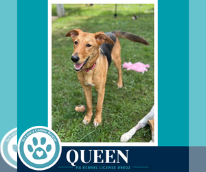 Queen (Bee's Knees) 091926 - Female Labrador Retriever-Unknown Mix Dog for Adoption - Photo #3