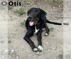 Labrador Retriever-Unknown Mix Dogs for adoption in Unionville, PA, USA