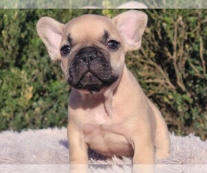 French Bulldog Puppy for sale in BOSTON, MA, USA