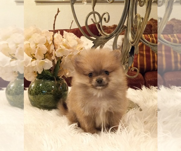 Medium Photo #1 Pomeranian Puppy For Sale in BEVERLY HILLS, CA, USA