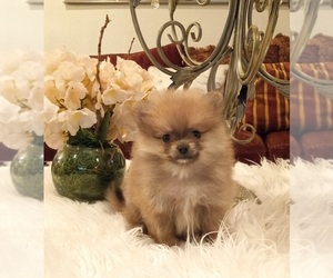Pomeranian Puppy for sale in BEVERLY HILLS, CA, USA