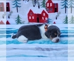 Small Photo #17 Beagle Puppy For Sale in COOS BAY, OR, USA