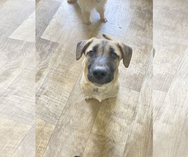 Medium Photo #2 Mutt Puppy For Sale in San Diego, CA, USA