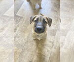 Small #1 Mutt