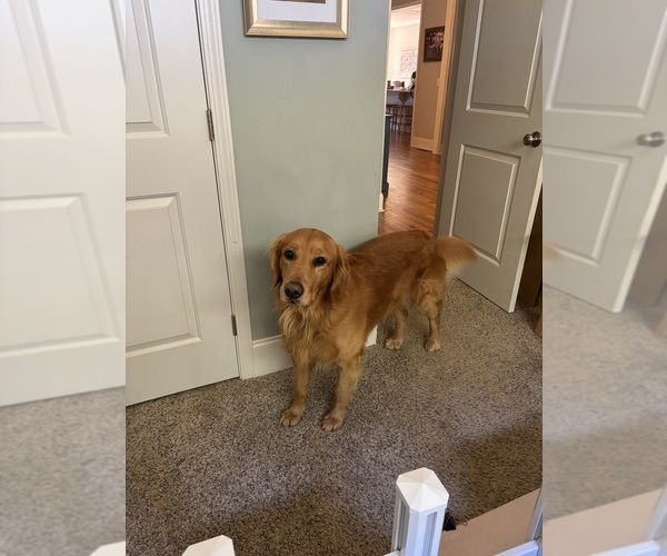 Medium Photo #1 Golden Retriever Puppy For Sale in SUMTER, SC, USA