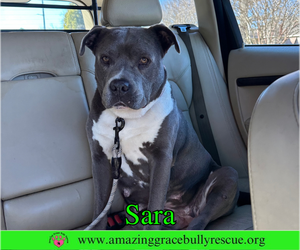 Sara - Female American Pit Bull Terrier-Unknown Mix Dog for Adoption - Photo #5