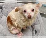 PAMMY - Female Papillon-Unknown Mix Dog for Adoption - Small photo