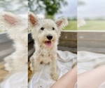 Small Photo #1 Miniature Schnauzzie Puppy For Sale in RICHLAND, MO, USA