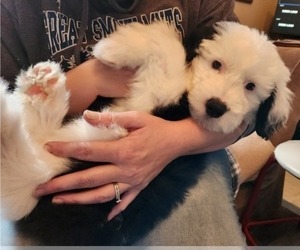 Old English Sheepdog Puppy for Sale in WILMINGTON, Ohio USA