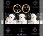 Small #2 Maltese
