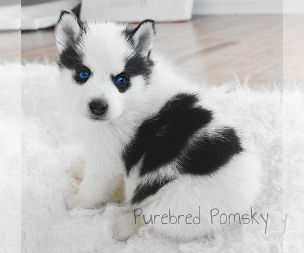Medium Photo #3 Pomsky Puppy For Sale in KANSAS CITY, MO, USA