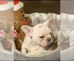 French Bulldog Puppy for sale in SARALAND, AL, USA