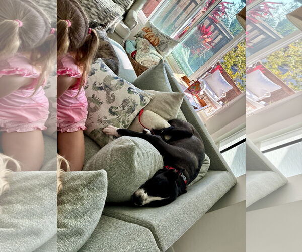 Medium Photo #2 Labrador Retriever-Unknown Mix Puppy For Sale in San Juan Capistrano, CA, USA