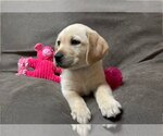 Small Photo #3 Labrador Retriever Puppy For Sale in Denton, TX, USA