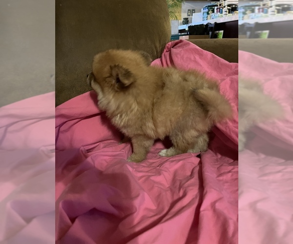 Medium Photo #3 Pomeranian Puppy For Sale in VICTORIA, TX, USA