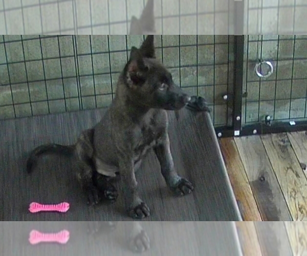 Medium Photo #1 Dutch Shepherd Dog Puppy For Sale in SACRAMENTO, CA, USA