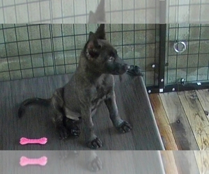 Dutch Shepherd Dog Puppy for sale in SACRAMENTO, CA, USA