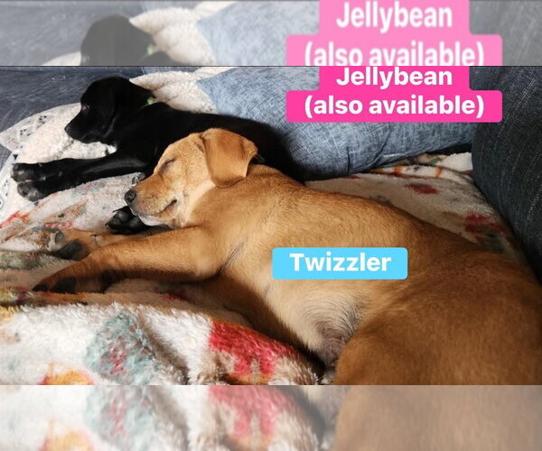 Medium Photo #3 Labrador Retriever-Unknown Mix Puppy For Sale in Alexander, AR, USA