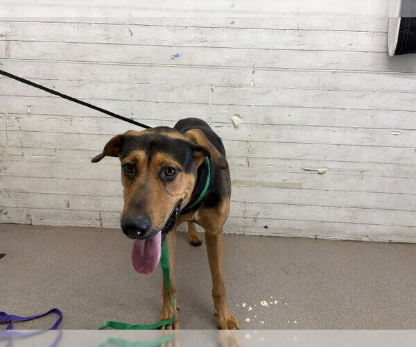 Medium Photo #1 German Shepherd Dog-Unknown Mix Puppy For Sale in San Bernardino, CA, USA