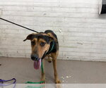 Small German Shepherd Dog Mix