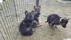 Small Photo #5 German Shepherd Dog Puppy For Sale in SPOKANE, WA, USA