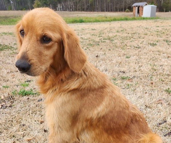 Medium Photo #1 Golden Labrador Puppy For Sale in BLACKVILLE, SC, USA