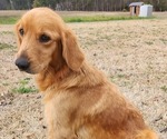 Small Photo #1 Golden Labrador Puppy For Sale in BLACKVILLE, SC, USA