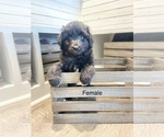 Small Photo #8 Aussiedoodle Miniature  Puppy For Sale in BOAZ, KY, USA