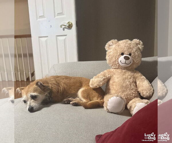 Medium Photo #3 Mutt Puppy For Sale in Washington, DC, USA