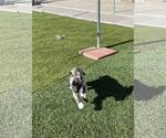 Small #10 Huskies  Mix