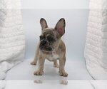 Small Photo #3 French Bulldog Puppy For Sale in VILLANOVA, PA, USA