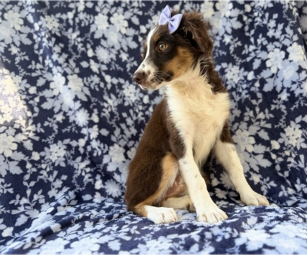 Medium Photo #4 Miniature Australian Shepherd Puppy For Sale in LAKELAND, FL, USA