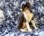 Small #3 Miniature Australian Shepherd