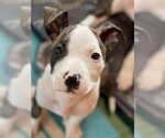 Small Photo #1 American Pit Bull Terrier-Unknown Mix Puppy For Sale in Germantown, OH, USA
