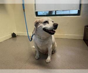 Beagle Dogs for adoption in Pasadena, CA, USA