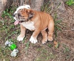 Small Photo #15 Bulldog Puppy For Sale in GREEN FOREST, AR, USA